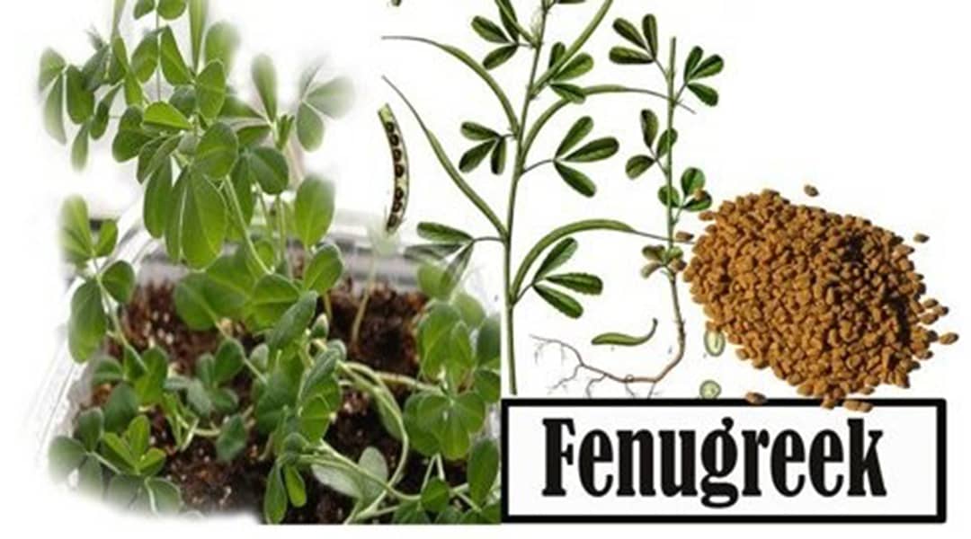 Is Fenugreek good for low milk supply
